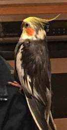 Lost Cockatiel