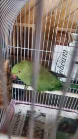 Lost Indian Ringneck Parakeet