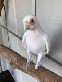 Lost Corella Cockatoo