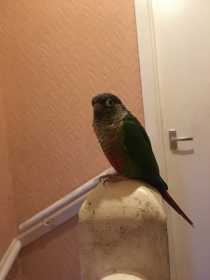 Lost Conure