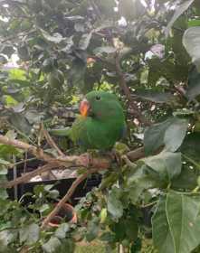 Lost Eclectus