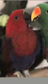 Lost Eclectus