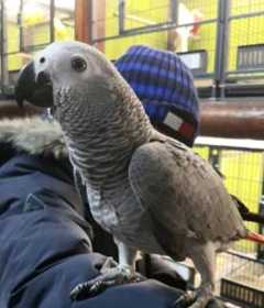 Lost African Grey