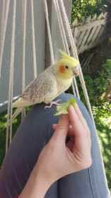 Lost Cockatiel