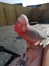 Lost Galah Cockatoo