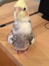 Lost Cockatiel