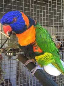 Lost Lory / Lorikeet