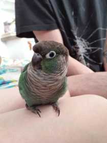 Lost Conure