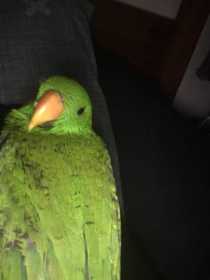 Lost Eclectus