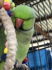 Lost Indian Ringneck Parakeet