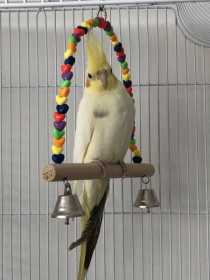 Lost Cockatiel