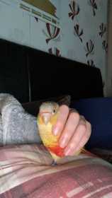 Lost Conure