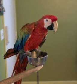Lost Macaw