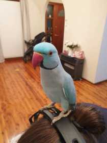 Lost Indian Ringneck Parakeet