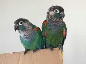 Lost Conure