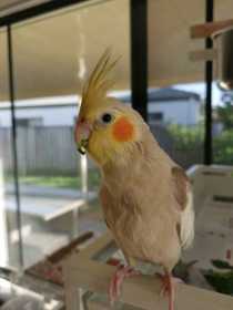 Lost Cockatiel