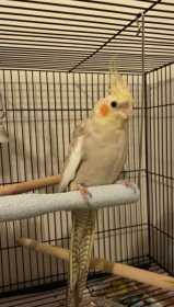 Lost Cockatiel