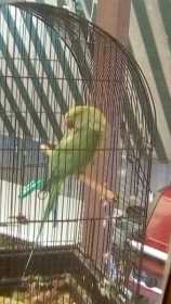 Lost Indian Ringneck Parakeet