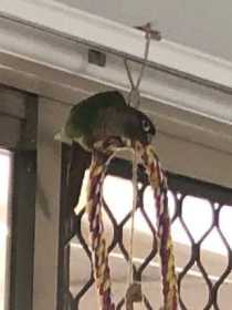 Lost Conure