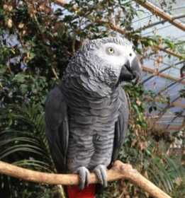 Lost African Grey