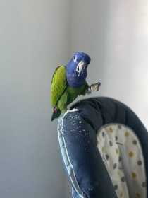 Lost Pionus