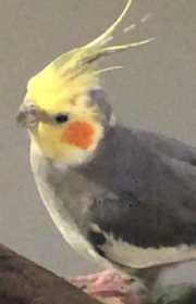 Lost Cockatiel