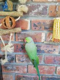 Lost Indian Ringneck Parakeet