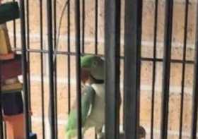Lost Alexandrine