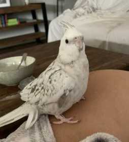 Lost Cockatiel