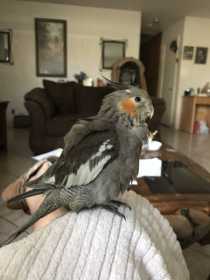 Lost Cockatiel