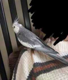 Lost Cockatiel