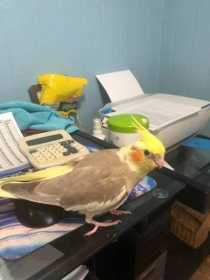 Lost Cockatiel