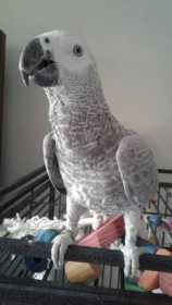Lost African Grey