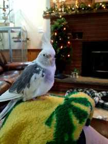 Lost Cockatiel