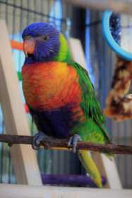 Lost Lory / Lorikeet