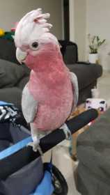 Lost Galah Cockatoo