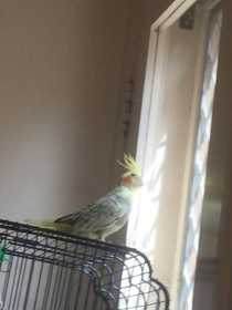 Lost Cockatiel