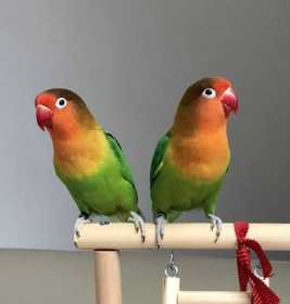 Lost Lovebird