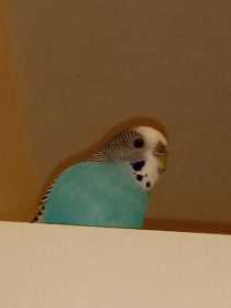 Lost Budgerigar