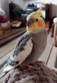 Lost Cockatiel
