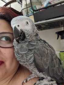 Lost African Grey