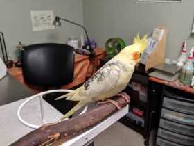 Lost Cockatiel