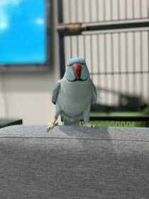 Lost Indian Ringneck Parakeet