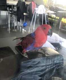 Lost Eclectus