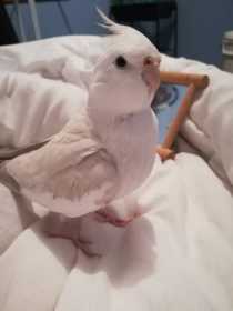Lost Cockatiel
