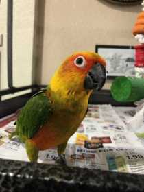 Lost Conure