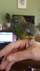 Lost Red Rump Parakeet