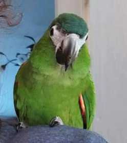 Lost Macaw