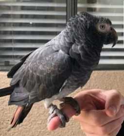 Lost African Grey