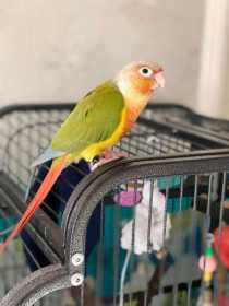 Lost Conure